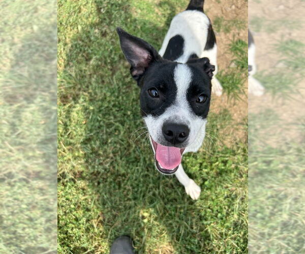 Medium Photo #3 Boston Terrier-Unknown Mix Puppy For Sale in Pierceton , IN, USA