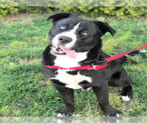 Staffordshire Bull Terrier-Unknown Mix Dogs for adoption in Alameda, CA, USA