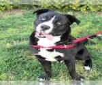 PUGSLEY - Male Staffordshire Bull Terrier-Unknown Mix Dog for Adoption - Small photo