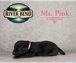 Puppy Ms Pink Labrador Retriever