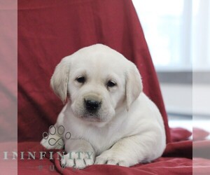 Labrador Retriever Puppy for sale in BLAIN, PA, USA