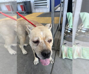 Mutt Dogs for adoption in Bakersfield, CA, USA