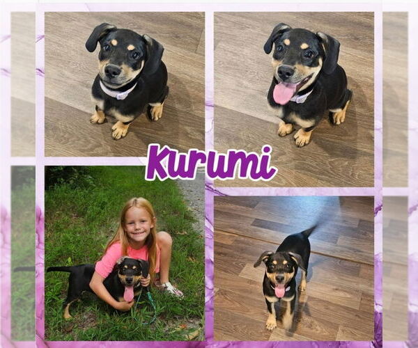 Medium Photo #2 Chihuahua-Labrador Retriever Mix Puppy For Sale in Blacksburg, SC, USA