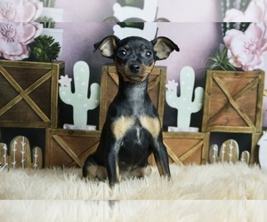 Miniature Pinscher Puppy for Sale in WARSAW, Indiana USA