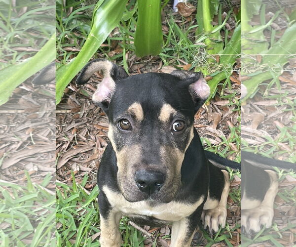 Medium Photo #3 Great Dane-Unknown Mix Puppy For Sale in Mobile, AL, USA