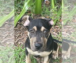 Small #2 Great Dane Mix