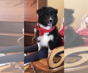 Australian Shepherd-English Shepherd Mix Puppy for sale in COAL CITY, IN, USA