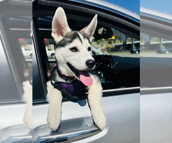 Medium Photo #1 Mutt Puppy For Sale in Candler, NC, USA