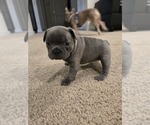 Puppy Liyah French Bulldog