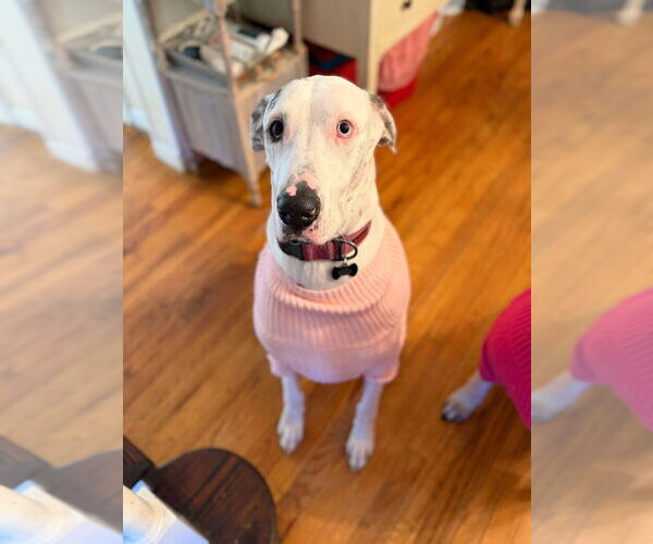 Medium Photo #8 Great Dane Puppy For Sale in Bullard, TX, USA