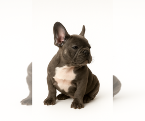 Medium French Bulldog