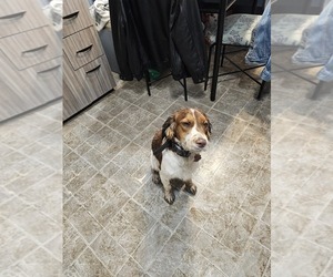 Mother of the English Springer Spaniel puppies born on 07/24/2025