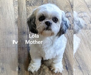 Mother of the Shih Tzu puppies born on 10/14/2023