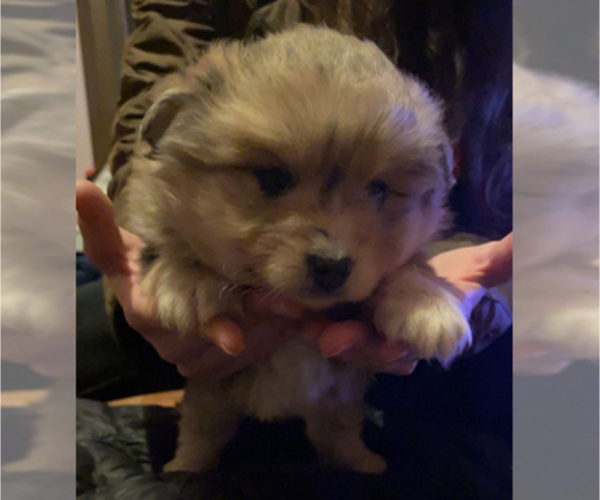 Medium Photo #13 Pomsky Puppy For Sale in ROMULUS, MI, USA