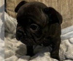 Small #13 French Bulldog