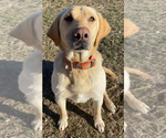 Small Photo #1 Labrador Retriever Puppy For Sale in FREDERICK, SD, USA
