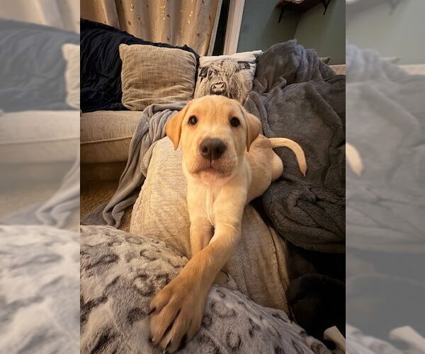 Medium Photo #4 Mutt Puppy For Sale in St. Louis Park, MN, USA