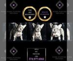 Puppy 2 French Bulldog