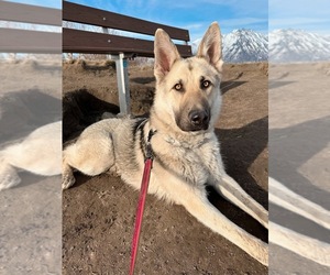 German Shepherd Dog Dogs for adoption in PALMER, AK, USA