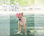 Small #1 Labrador Retriever Mix