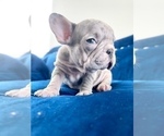 Small Photo #14 French Bulldog Puppy For Sale in NASHVILLE, TN, USA