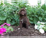Small Photo #11 Maltipoo Puppy For Sale in SUGARCREEK, OH, USA