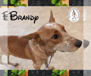 - Mix Dogs for adoption in Red Lodge, MT, USA