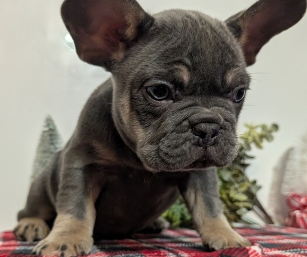 Medium Photo #7 French Bulldog Puppy For Sale in GOSHEN, IN, USA