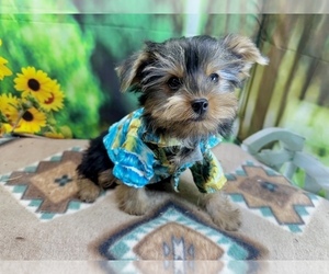 Morkie Puppy for sale in CASSVILLE, MO, USA