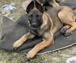 Small Photo #20 Belgian Malinois Puppy For Sale in ONTARIO, CA, USA