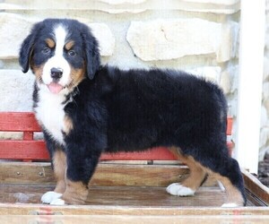 Bernese Mountain Dog Puppy for sale in FREDERICKSBG, OH, USA