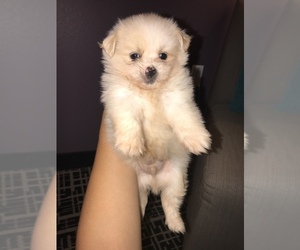 Pomeranian Puppy for sale in POTEET, TX, USA