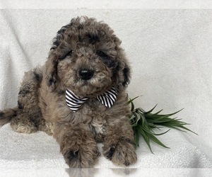 Labradoodle-Poodle (Miniature) Mix Puppy for sale in CEDAR LANE, PA, USA