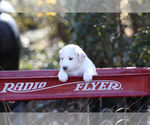 Small Photo #2 Pyredoodle Puppy For Sale in EATONTON, GA, USA