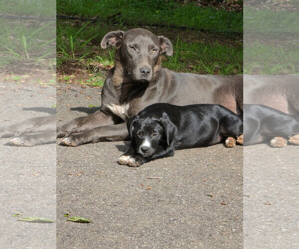 Medium Photo #2 Labrador Retriever Puppy For Sale in Blairsville, GA, USA