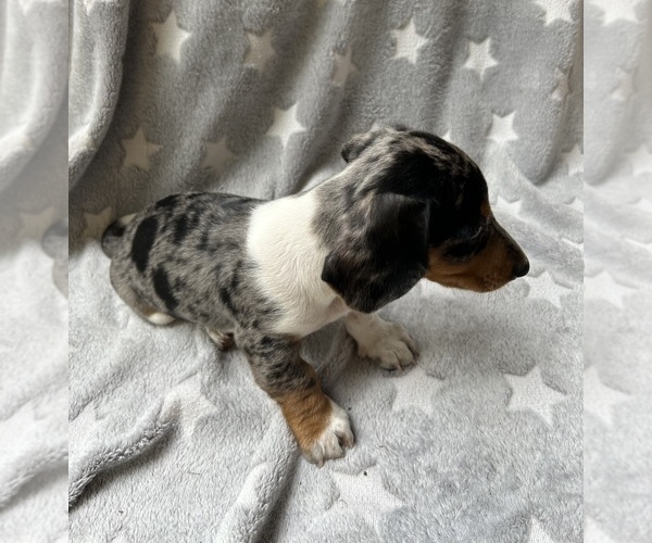 Medium Photo #3 Dachshund Puppy For Sale in ROGERS, OH, USA