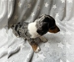 Small #2 Dachshund