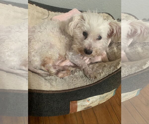 Medium Photo #6 Poodle (Miniature) Puppy For Sale in Rosenberg, TX, USA