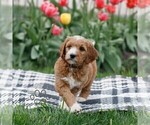 Small #1 Goldendoodle