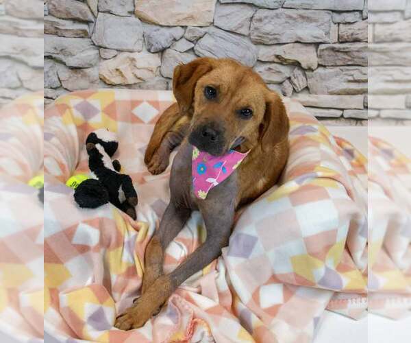 Medium Photo #6 Mutt Puppy For Sale in Kennesaw, GA, USA