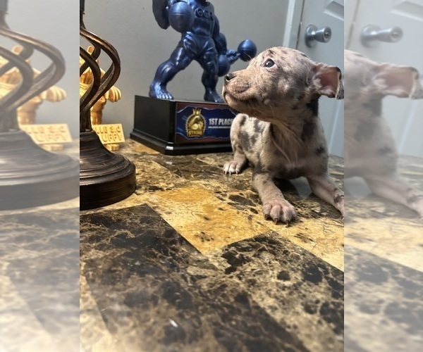 Medium Photo #1 American Bully Puppy For Sale in WINSTON SALEM, NC, USA