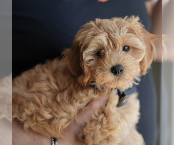 Medium Photo #11 Cavapoo Puppy For Sale in ROCKLEDGE, FL, USA