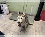 Small Siberian Husky Mix