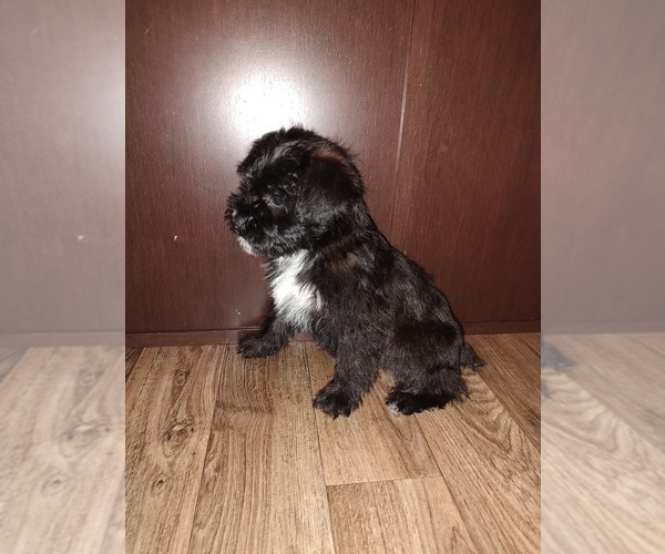 Medium Photo #7 YorkiePoo Puppy For Sale in LAPEER, MI, USA