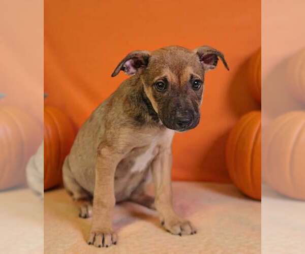 Medium Photo #3 American Pit Bull Terrier-Unknown Mix Puppy For Sale in Talladega, AL, USA