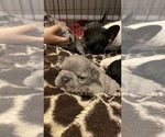 Small Photo #117 French Bulldog Puppy For Sale in CERES, CA, USA