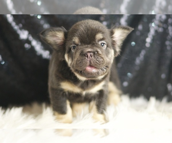 Medium Photo #65 French Bulldog Puppy For Sale in WARSAW, IN, USA