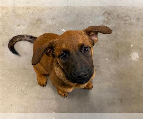 Medium Photo #1 German Shepherd Dog-Unknown Mix Puppy For Sale in Santa Rosa, CA, USA