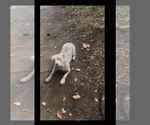 Small Photo #1 American Bully Puppy For Sale in RICHMOND, VA, USA