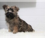 Small #3 Cairn Terrier